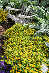 Showstar Melampodium (Melampodium paludosum 'Showstar') at A Very Successful Garden Center