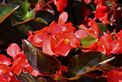 Big DeLuXXE Red Bronze Leaf Begonia (Begonia 'Big DeLuXXE Red Bronze Leaf') at A Very Successful Garden Center