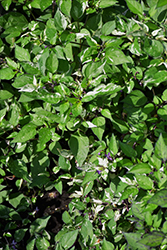 Tricolor Variegata Hot Pepper (Capsicum annuum 'Tricolor Variegata') at A Very Successful Garden Center