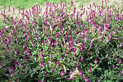 Asian Garden Celosia (Celosia 'Asian Garden') at A Very Successful Garden Center