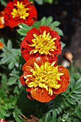 Super Hero Spry Marigold (Tagetes patula 'Super Hero Spry') at A Very Successful Garden Center