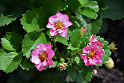Berried Treasure Pink Strawberry (Fragaria ananassa 'Berried Treasure Pink') at A Very Successful Garden Center