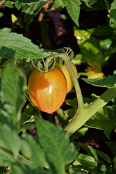 Tempting Tomatoes Garden Gem Tomato (Solanum lycopersicum 'Garden Gem') at A Very Successful Garden Center