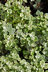 Variegated Licorice Plant (Helichrysum petiolare 'Variegated Licorice') at Lakeshore Garden Centres