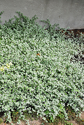 Silver Licorice Plant (Helichrysum petiolare 'Silver') at A Very Successful Garden Center