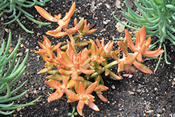 Coppertone Stonecrop (Sedum nussbaumerianum) at A Very Successful Garden Center