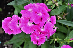 Floral Lace Lilac Pinks (Dianthus 'Floral Lace Lilac') at A Very Successful Garden Center