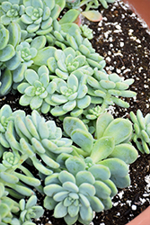 Aurora Blue Stonecrop (Sedum clavatum 'Aurora Blue') at A Very Successful Garden Center