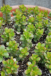 Baby Jade Plant (Crassula ovata 'Baby Jade') at A Very Successful Garden Center