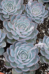 Subsessilis Blue Echeveria (Echeveria subsessilis 'Blue') at A Very Successful Garden Center