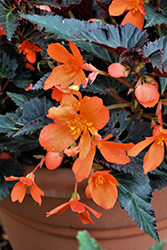 Unstoppable Upright Fire Begonia (Begonia 'Unstoppable Upright Fire') at A Very Successful Garden Center