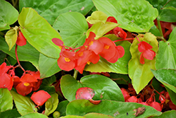 Canary Wings Begonia (Begonia 'Canary Wings') at A Very Successful Garden Center