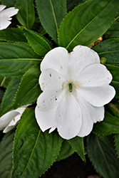 Magnum Clear White New Guinea Impatiens (Impatiens 'Magnum Clear White') at A Very Successful Garden Center