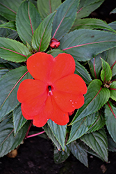 Magnum Red New Guinea Impatiens (Impatiens 'Magnum Red') at A Very Successful Garden Center