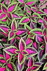 Ruby Road Coleus (Solenostemon scutellarioides 'Ruby Road') at A Very Successful Garden Center