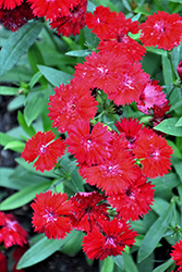 Telstar Crimson Pinks (Dianthus 'Telstar Crimson') at A Very Successful Garden Center