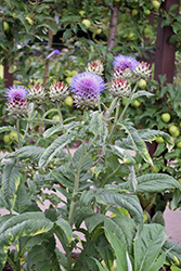Globe Artichoke (Cynara scolymus) at A Very Successful Garden Center