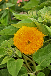 Teddy Bear Annual Sunflower (Helianthus annuus 'Teddy Bear') at A Very Successful Garden Center