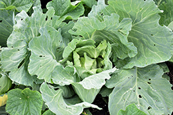 Brunswick Cabbage (Brassica oleracea var. capitata 'Brunswick') at A Very Successful Garden Center