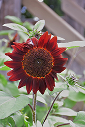 Shock-o-Lot Sunflower (Helianthus annuus 'Shock-o-Lat') at A Very Successful Garden Center