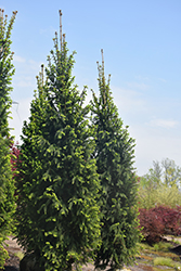 Christina Columnar Spruce (Picea abies 'Christina') at A Very Successful Garden Center