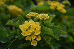Bandana Yellow Lantana (Lantana camara 'Bandana Yellow') at A Very Successful Garden Center