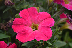Hells Flamin' Rose Petunia (Petunia 'Wespeheflar') at Lakeshore Garden Centres