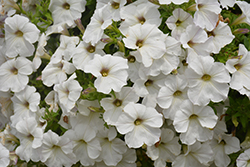 Sanguna White Vein Petunia (Petunia 'Sanguna White Vein') at A Very Successful Garden Center