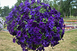 Sanguna Blue Petunia (Petunia 'Sanguna Blue') at A Very Successful Garden Center