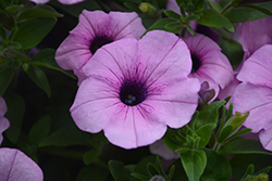 Dekko Lavender Eye Petunia (Petunia 'Dekko Lavender Eye') at A Very Successful Garden Center