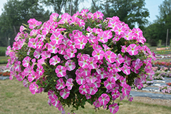 ColorWorks Pink Star Petunia (Petunia 'ColorWorks Pink Star') at A Very Successful Garden Center