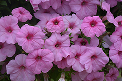 ColorWorks Pink Radiance Petunia (Petunia 'ColorWorks Pink Radiance') at A Very Successful Garden Center