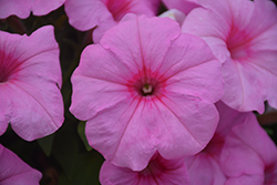 ColorWorks Pink Radiance Petunia (Petunia 'ColorWorks Pink Radiance') at A Very Successful Garden Center