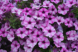 ColorWorks Rose Star Petunia (Petunia 'ColorWorks Rose Star') at A Very Successful Garden Center