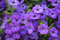 Sanguna Atomic Blue Petunia (Petunia 'Sanguna Atomic Blue') at A Very Successful Garden Center