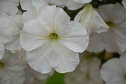 Sanguna Patio White Petunia (Petunia 'Sanguna Patio White') at A Very Successful Garden Center