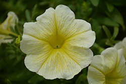 Sanguna Yellow Petunia (Petunia 'Sanguna Yellow') at A Very Successful Garden Center