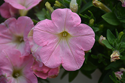 Perfectunia Pink Morn Petunia (Petunia 'Perfectunia Pink Morn') at A Very Successful Garden Center