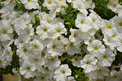 Perfectunia White Petunia (Petunia 'Perfectunia White') at A Very Successful Garden Center