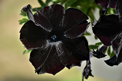 Crazytunia Black Mamba Petunia (Petunia 'Crazytunia Black Mamba') at A Very Successful Garden Center