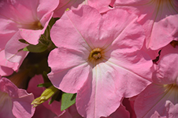 Sanguna Sweet Pink Petunia (Petunia 'Sanguna Sweet Pink') at A Very Successful Garden Center