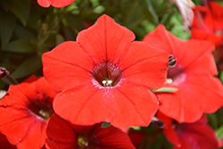 Sanguna Red Petunia (Petunia 'Sanguna Red') at A Very Successful Garden Center