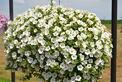 Dekko White Petunia (Petunia 'Dekko White') at A Very Successful Garden Center