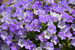 Dekko Sky Blue Petunia (Petunia 'Dekko Sky Blue') at A Very Successful Garden Center