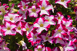 ColorWorks Ruby Star Petunia (Petunia 'ColorWorks Ruby Star') at A Very Successful Garden Center