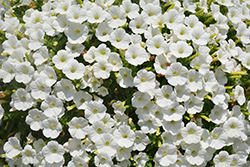 Supertunia White Charm Petunia (Petunia 'Supertunia White Charm') at Lakeshore Garden Centres