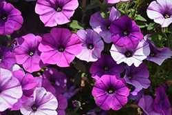 ColorWorks Violet Bouquet Petunia (Petunia 'ColorWorks Violet Bouquet') at Lakeshore Garden Centres