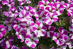 ColorWorks Violet Star Petunia (Petunia 'ColorWorks Violet Star') at A Very Successful Garden Center