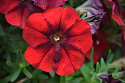 Crazytunia Red Blues Petunia (Petunia 'Crazytunia Red Blues') at A Very Successful Garden Center