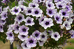 Sweetunia Purple Spotlight Petunia (Petunia 'Sweetunia Purple Spotlight') at A Very Successful Garden Center